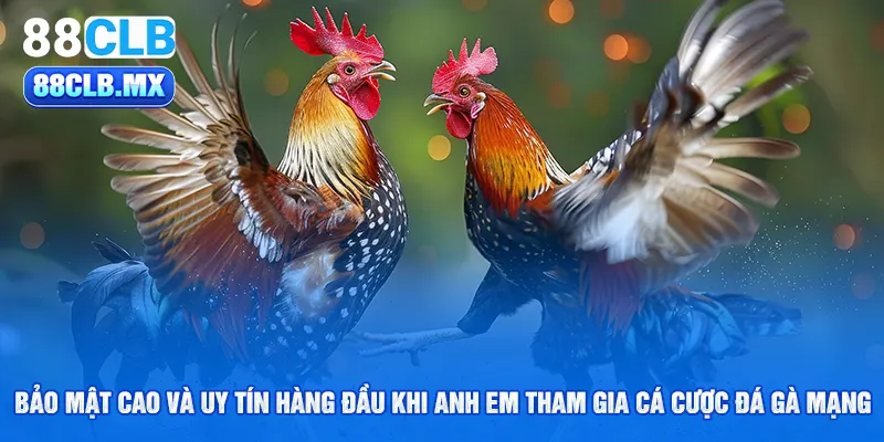 Bảo mật cao và uy tín hàng đầu khi anh em tham gia cá cược đá gà mạng