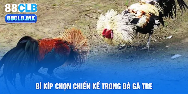 Bí kíp chọn chiến kế trong đá gà tre