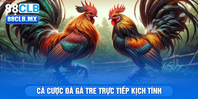 Cá cược đá gà tre trực tiếp kịch tính