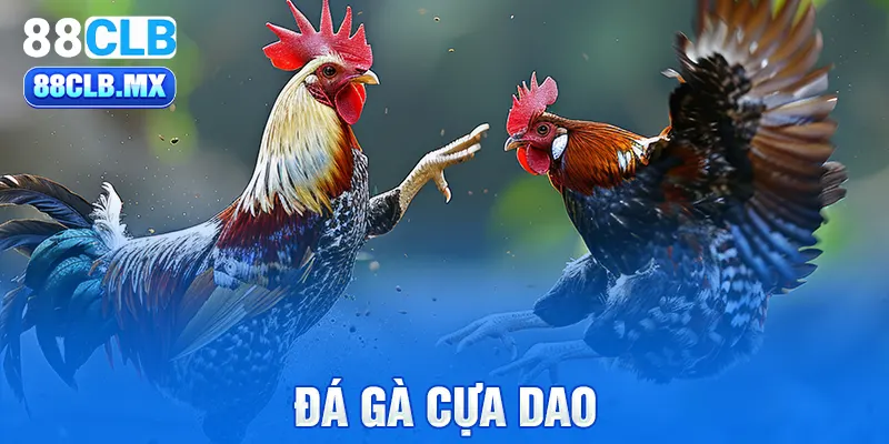 đá gà cựa dao