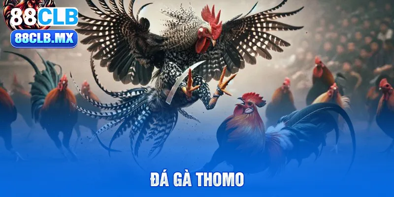 đá gà Thomo