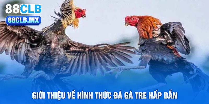 Giới thiệu về hình thức đá gà tre hấp dẫn