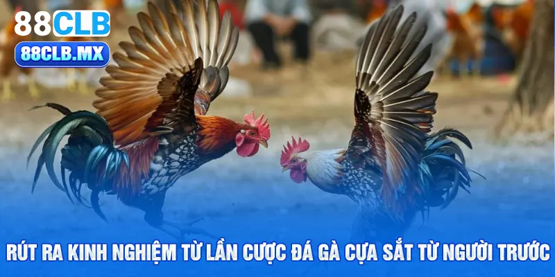 Rút ra kinh nghiệm từ lần cược đá gà cựa sắt từ người trước