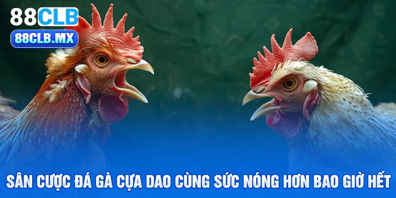 Sân cược đá gà cựa dao cùng sức nóng hơn bao giờ hết