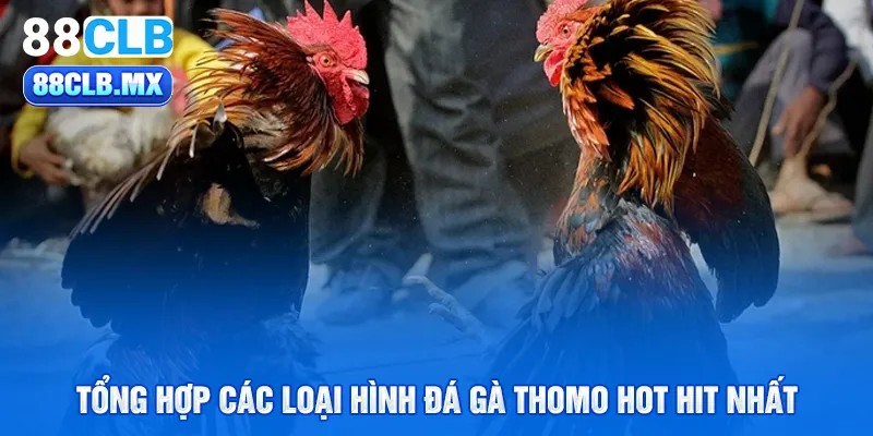 Tổng hợp các loại hình đá gà Thomo hot hit nhất