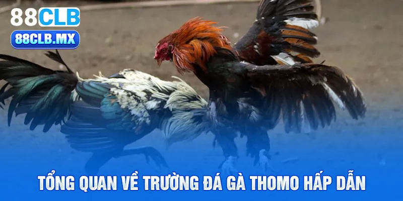 Tổng quan về trường đá gà Thomo hấp dẫn 