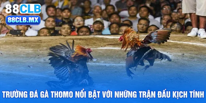 Trường đá gà Thomo nổi bật với những trận đấu kịch tính